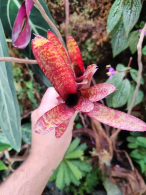 Neoregelia Ampullacea Purpurea Compacta - pianta epifita per terrario o paludario in vasetto