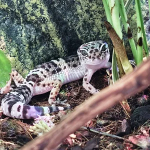 Eublepharis macularius - Geco Leopardino Morph Snow 10-12 cm - FOTO REALI - sauri per terrario