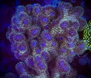 Pocillopora Damicornis Quadricolor - Corallo duro SPS- frag 3-4 cm