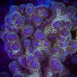 Pocillopora Damicornis Quadricolor - Corallo duro SPS- frag 3-4 cm