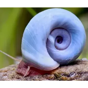 PLANORBARIUS CORNEUS Blue - lumaca detritivora - Planorbella Duryi Blu