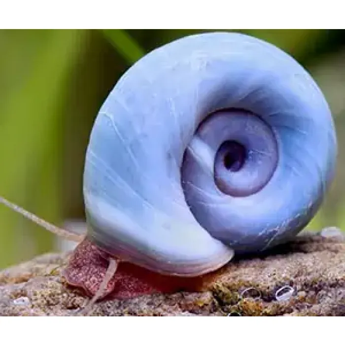 PLANORBARIUS CORNEUS Blue - lumaca detritivora - Planorbella Duryi Blu