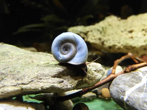 PLANORBARIUS CORNEUS Blue - lumaca detritivora - Planorbella Duryi Blu