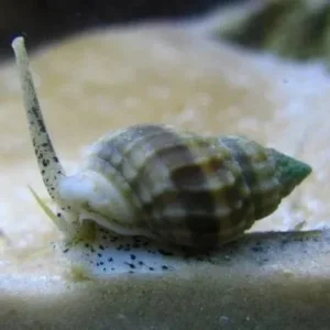 Nassarius Distortus - Lumaca Detritivora ideale per acquario marino