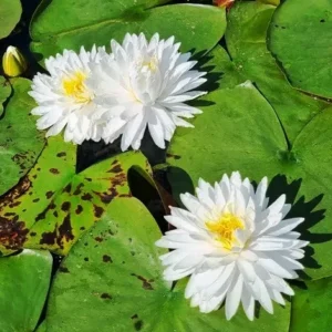 Ninfea Bangkok Snow - Nymphaea rustica bianca con numerosi petali di taglia grande per laghetto