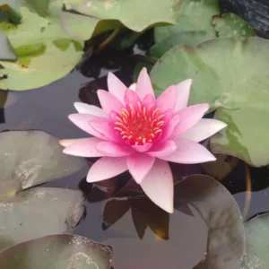 Ninfea Fabiola - Nymphaea rustica rosa di taglia media per laghetto