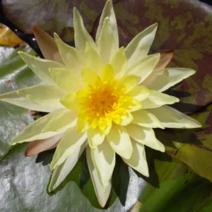 Ninfea Odorata Sulphurea - Nymphaea rustica gialla di taglia grande per laghetto