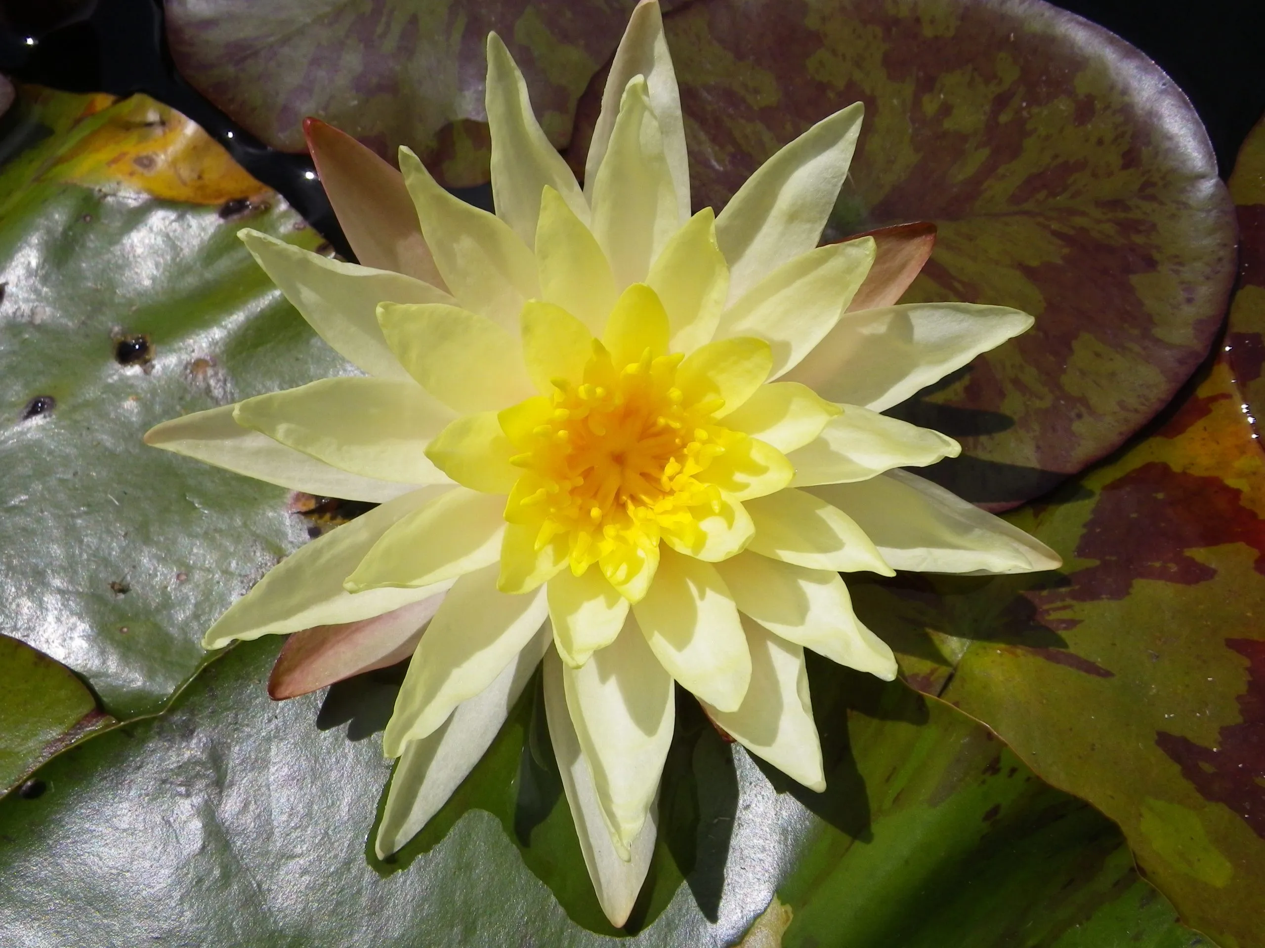 Ninfea Odorata Sulphurea - Nymphaea rustica gialla di taglia grande per laghetto