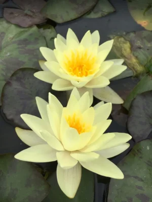 Ninfea Chromatella - Nymphaea rustica gialla di taglia media per laghetto