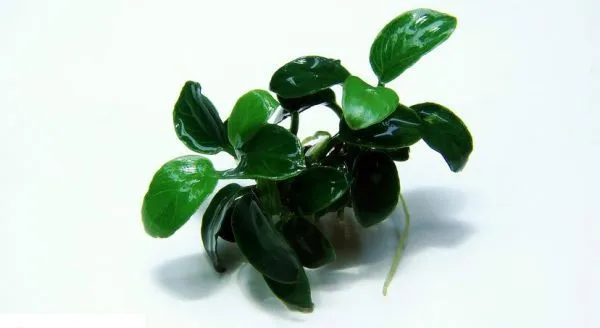 Anubias nana PETITE, piccola pianta epifita da primo piano