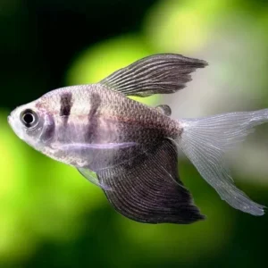 Gymnocorymbus ternetzi LONG FIN, pesce gonnella a pinne lunghe 2-5 cm