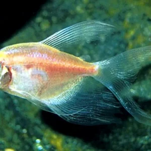 Gymnocorymbus ternetzi GOLD LONG FIN, pesce gonnella a pinne lunghe 2-5 cm