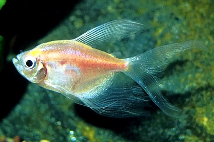 Gymnocorymbus ternetzi GOLD LONG FIN, pesce gonnella a pinne lunghe 2-5 cm