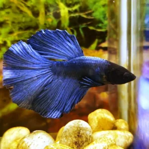 Betta splendens halfmoon Blue - FOTO REALI- pesce combattente maschio 4,5 cm