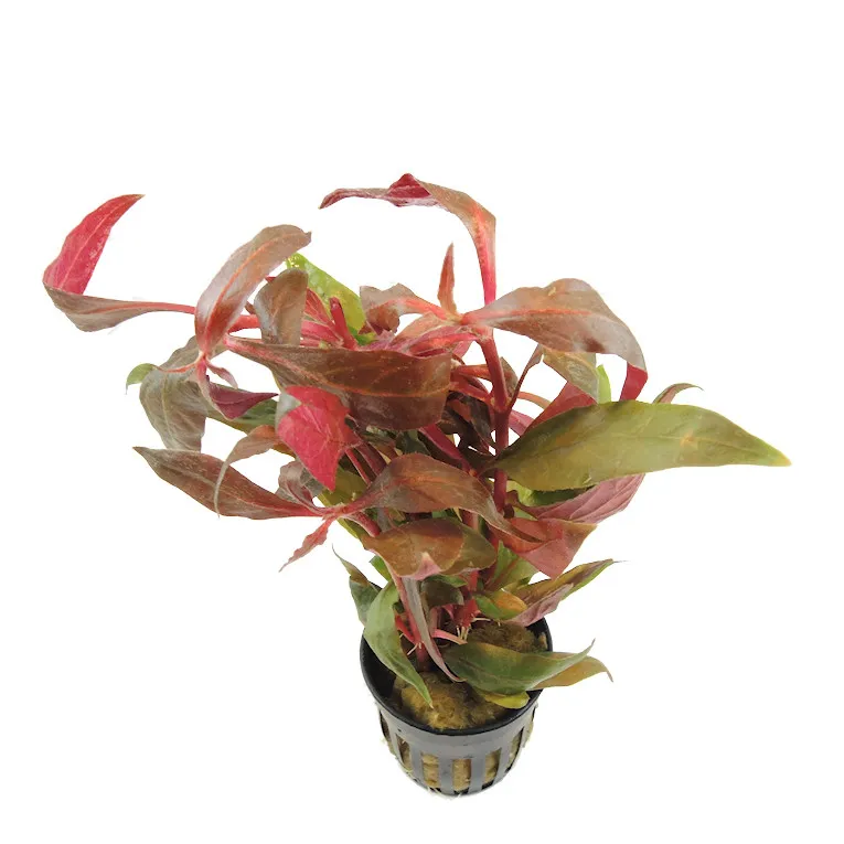 Alternanthera Rosaefolia - pianta rossa a crescita rapida in vasetto
