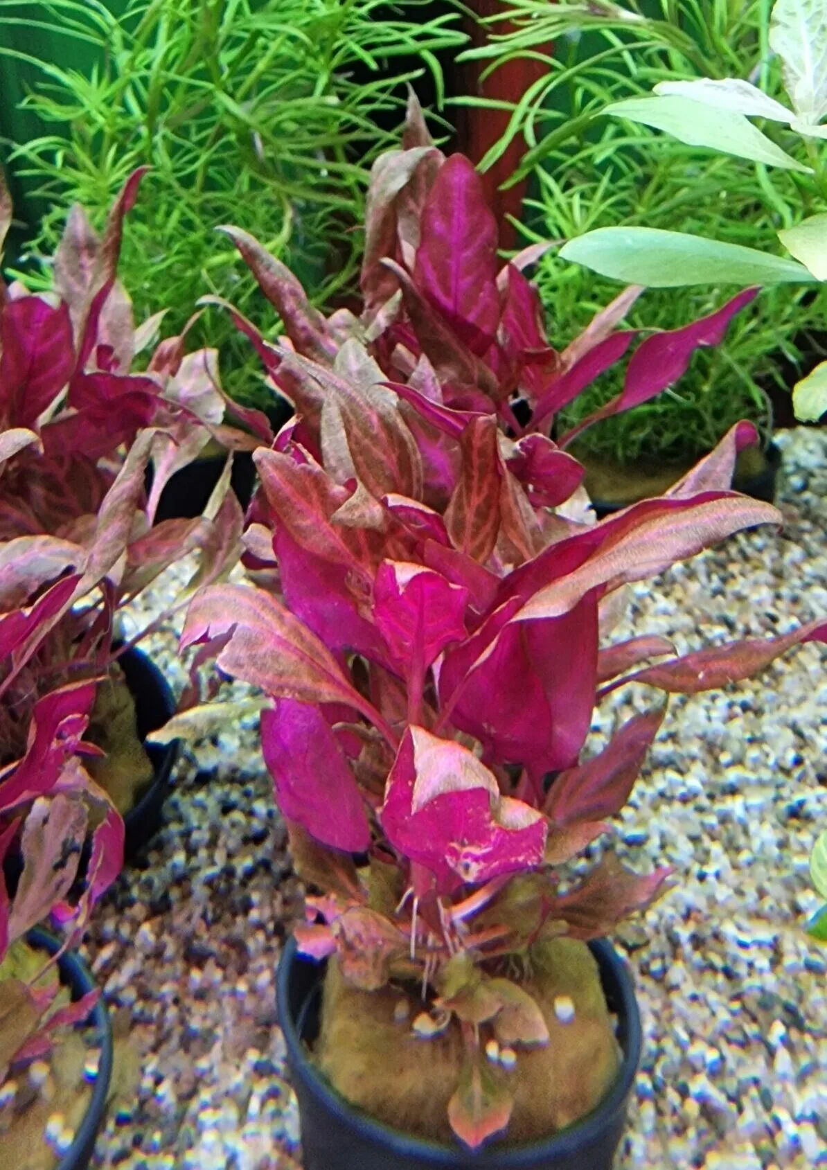 Alternanthera Rosaefolia - pianta rossa a crescita rapida in vasetto