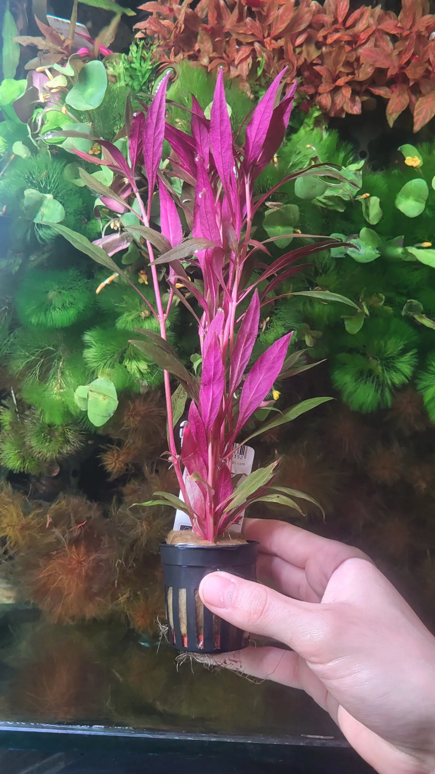 Alternanthera Rosaefolia - pianta rossa a crescita rapida in vasetto