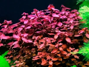Ludwigia Repens SUPER RED - pianta rossa a crescita rapida in vasetto