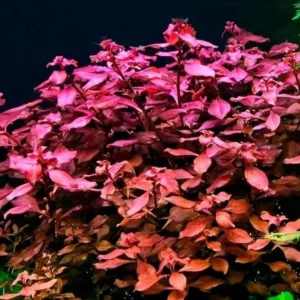 Ludwigia Repens SUPER RED - pianta rossa a crescita rapida in vasetto