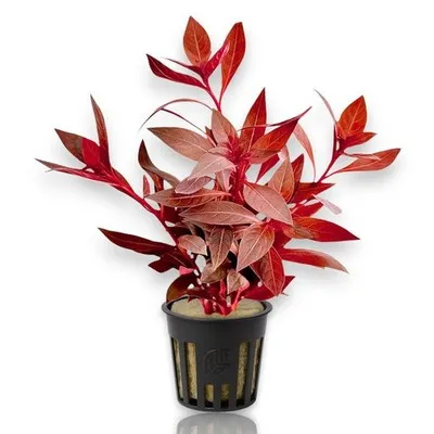 Ludwigia Peruensis - pianta rossa a crescita rapida in vasetto