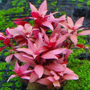 Ludwigia Peruensis - pianta rossa a crescita rapida in vasetto