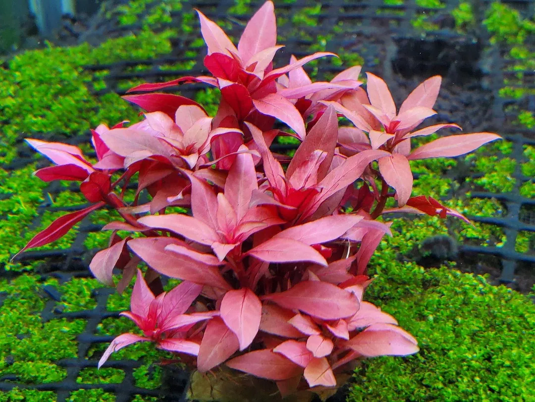 Ludwigia Peruensis - pianta rossa a crescita rapida in vasetto