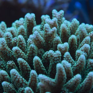 Seriatopora Caliendrum verde - Corallo duro SPS- frag 7-10 cm