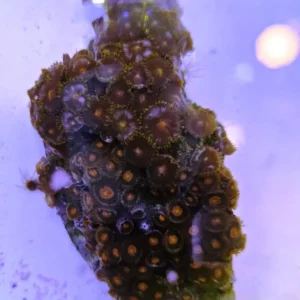 Zoanthus Eye of Rah da collezione frag 6-8 cm - FOTO REALE - Corallo molle facile