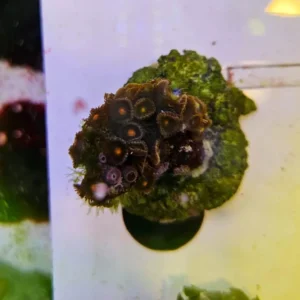 Zoanthus Eye of Rah - frag 4-6 cm - FOTO REALI - Corallo molle facile