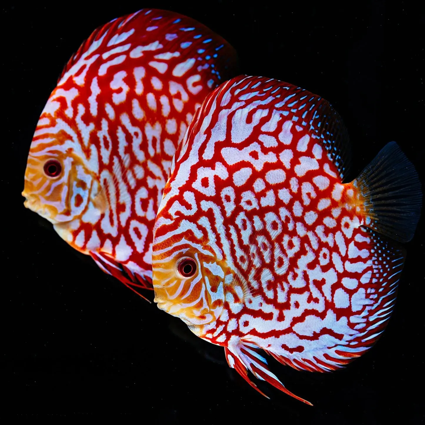 Symphysodon Discus Pigeon Red Checkerboard - SG Discus Italia - 5-7 cm