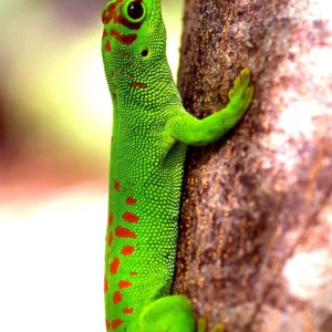 Phelsuma madagascariensis - Geco del madagascar - 6-10 cm - sauri per terrario