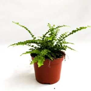 Nephrolepis Cordifolia 'Duffii' - felce - pianta per terrario/paludario o da interno in vasetto