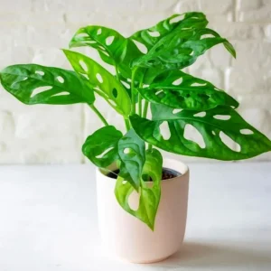 Monstera Adansonii Baby - pianta per terrario/paludario o da interno in vasetto