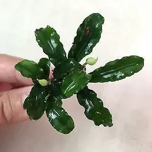 Bucephalandra Green WAVY LEAF - pianta rara epifita da primo piano