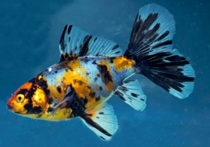 Bristol Shubunkin, pesce rosso 5-7 cm - Carassius auratus Bristol