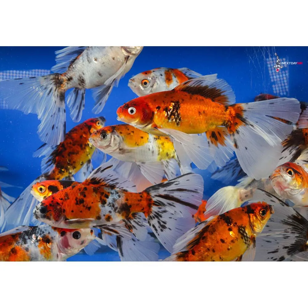 Bristol Shubunkin, pesce rosso 5-7 cm - Carassius auratus Bristol