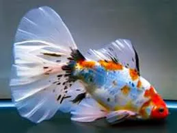 Bristol Shubunkin, pesce rosso 5-7 cm - Carassius auratus Bristol