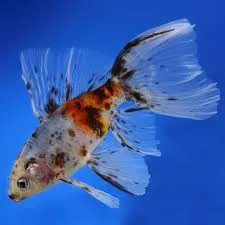 Bristol Shubunkin, pesce rosso 5-7 cm - Carassius auratus Bristol