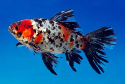 Bristol Shubunkin, pesce rosso 5-7 cm - Carassius auratus Bristol