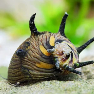 Neritina Snail Sun 1,5 cm mangia alghe nere a pennello