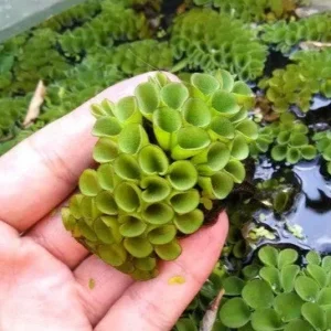 SALVINIA Cucullata, pianta galleggiante per acquario o laghetto - 5 piantine