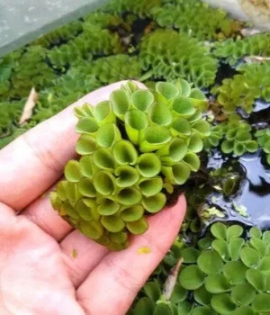 SALVINIA Cucullata, pianta galleggiante per acquario o laghetto - 5 piantine