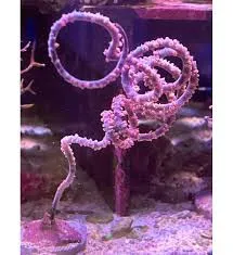 Gorgonia Spiralis - FOTO REALI - Corallo molle facile - frag 6-10 cm