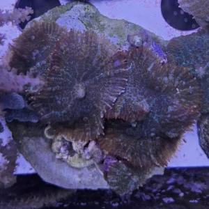 Rhodactis Superman - Mushroom - Corallo molle facile + dischi su frag - FOTO REALI
