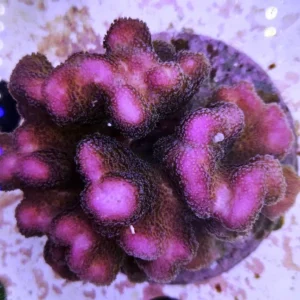 Stylophora Pistillata Pink - rosa 10 cm - FOTO REALE - Corallo duro SPS