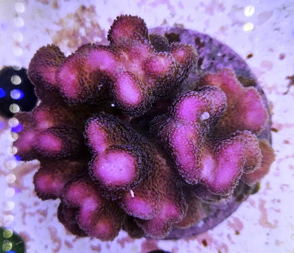 Stylophora Pistillata Pink - rosa 10 cm - FOTO REALE - Corallo duro SPS