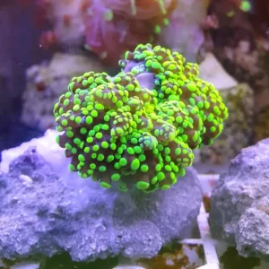 Euphyllia Yaeyamaensis green fluo 3 calici - FOTO REALI - Corallo duro LPS facile
