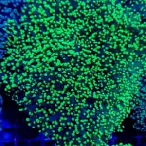 Euphyllia Divisa Toxic Green - 1 calice - Corallo duro LPS facile