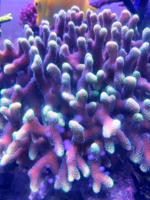 Stylophora Pistillata Pink green tip - frag 12-15 cm - FOTO REALI - rosa punte verdi - Corallo duro SPS