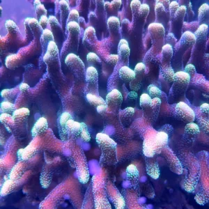Stylophora Pistillata Pink green tip - frag 8-10 cm - FOTO REALI - rosa punte verdi - Corallo duro SPS